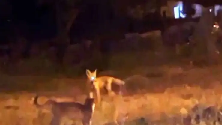 Kars'ta Tilki ve Kedilerin Oyun Anı Kameralara Yansıdı!