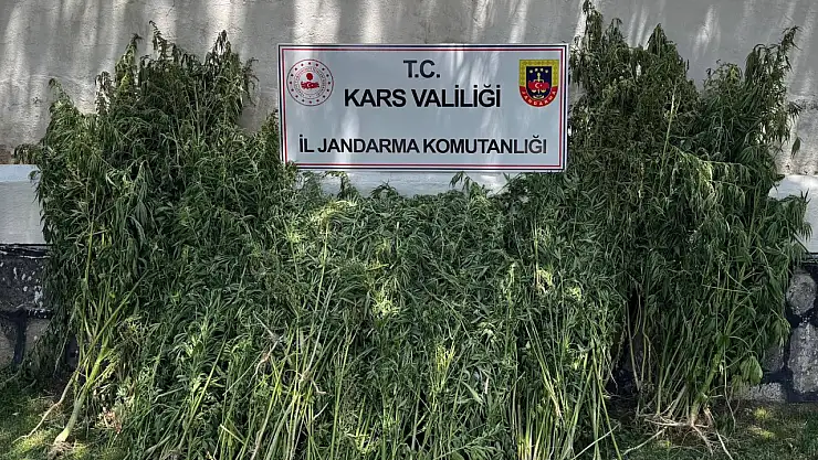 Kars'ta Uyuşturucu Operasyonunda 42.658 Kök Kenevir Ele Geçirildi