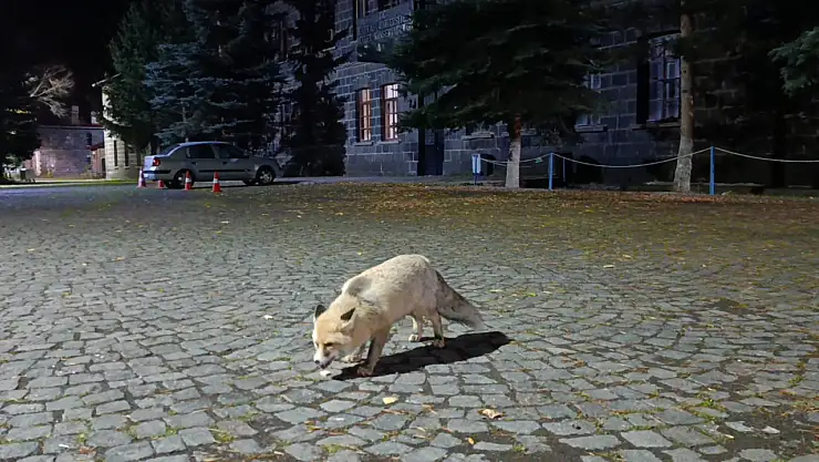 Kars'ta Vatandaş Tilkiyi Besleyerek Unutulmaz Anlar Yaşadı