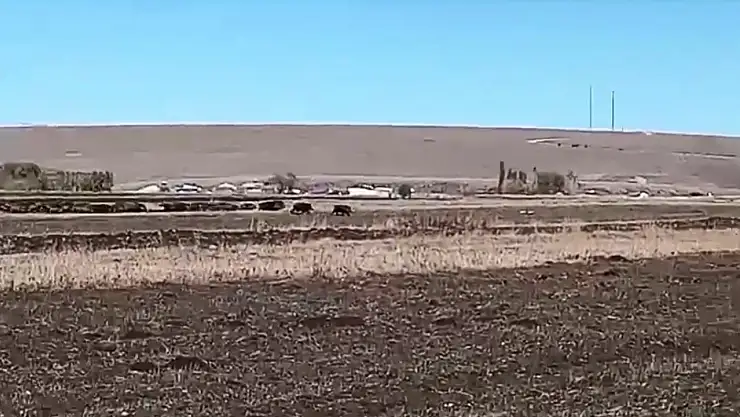 Kars'ta Yaban Domuzları Mısır Tarlalarını Isırıyor, Köylüler Endişeli