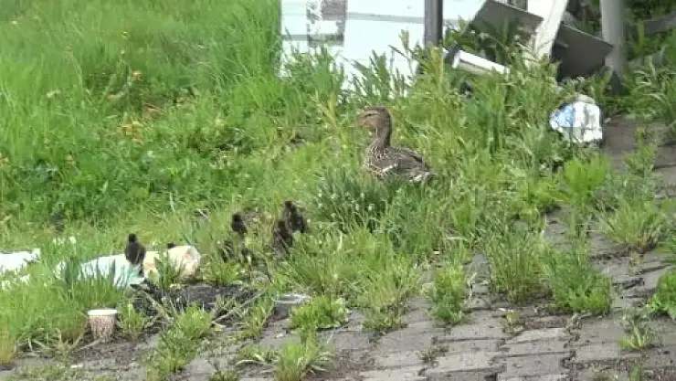 Kars'ta yaban ördekleri yavrularıyla doğal yaşam alanlarına salındı