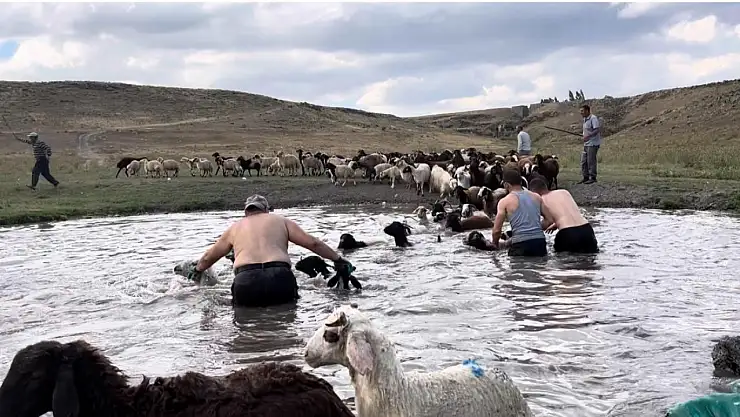Kars'ta yaz sıcağında köylüler koyunlarını derede yüzdürerek serinletiyor