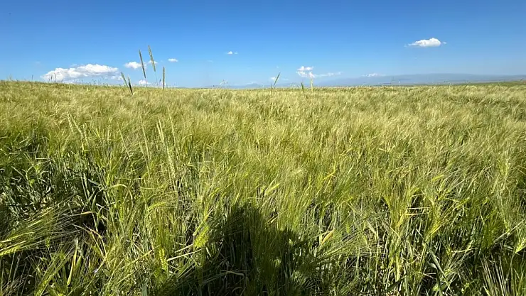 Kars'ta Yerli 'Amiral Arpa' Çiftçilere Umut Oldu