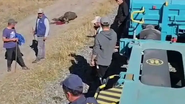 Kars'ta yük treni büyükbaş hayvanlara çarptı, 5 hayvan telef oldu