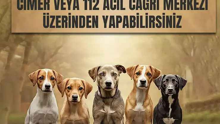 Kars Valiliği'nden sahipsiz hayvanlar için önemli duyuru