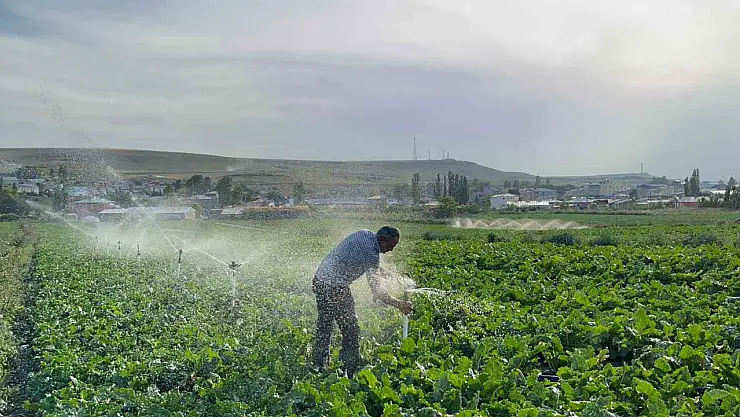 Karslı çiftçi, çocuklarının geleceği için yılmadan pancar ekiyor, kızı ise ziraat mühendisi olmak istiyor.