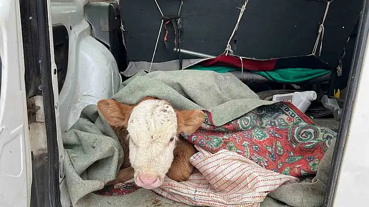 Karslı çiftçi hasta buzağısı için seferber oldu