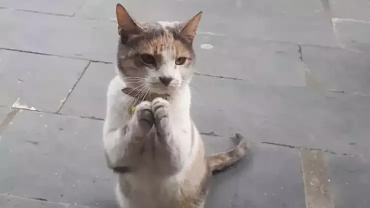 Kediler kurban bayramında neden ortadan kaybolur? Kurban bayramında kediler hacca gider mi, bu iddia doğru mu? kurban bayramında kediler nereye gidiyor?