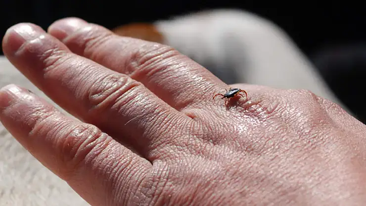 Kene fark edilir edilmez çıkarılmalı: İşte doğru yöntem