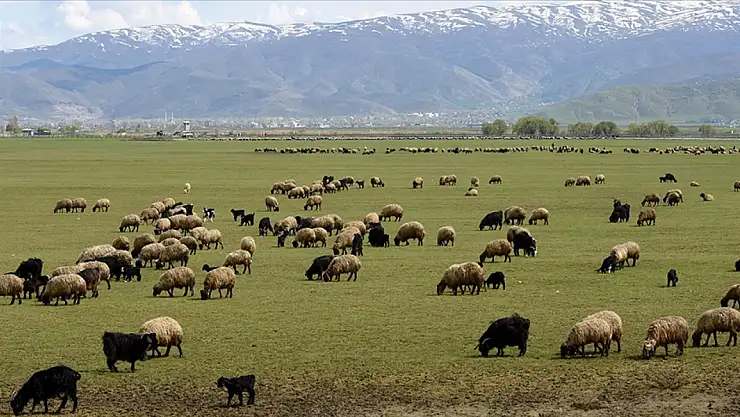 Kırsalda Bereket, Hayvancılığa Destek projesi başvuruları başladı