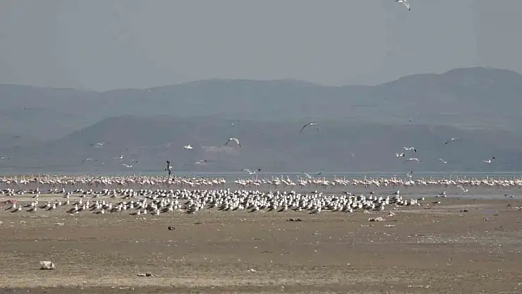 Kış öncesi Van Gölü'nde 200 kuş türü misafir ediliyor, flamingolar görsel şölen sunuyor