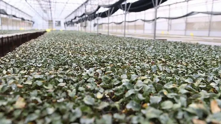 Kışlık Fideler Üreticilere Kavuşmak İçin Geri Sayımda!