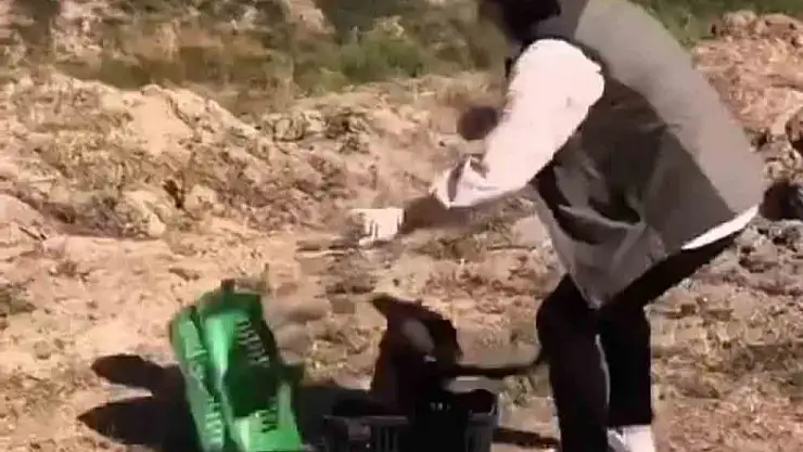 Kızıl Şahin Yeniden Doğaya Uçtu