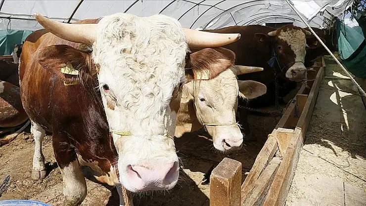 Kurban Bayramı'nda 3 milyondan fazla hayvan kesildi