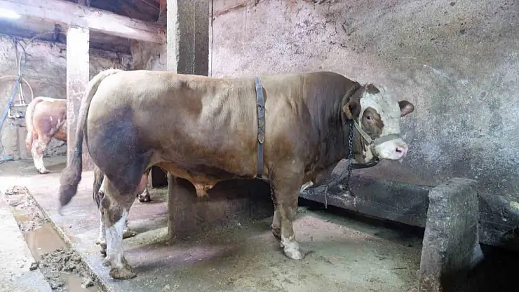 Kurban Bayramı öncesi Erzurum'da 1.2 tonluk tosun 400 bin liraya satıldı