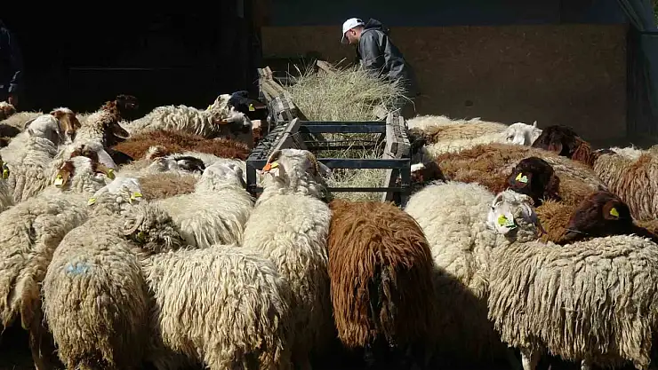 Kurban Bayramı öncesi güvenilir koyun satışına ilgi artıyor