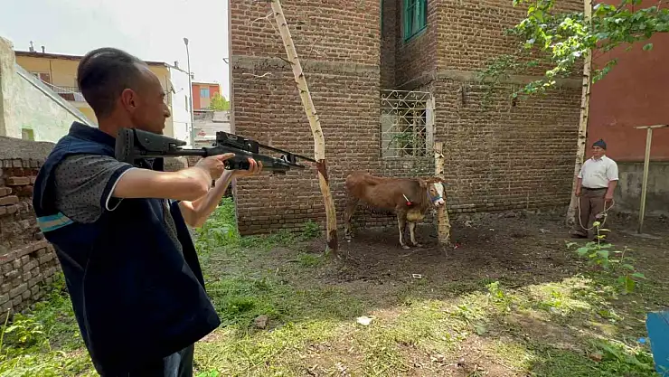Kurbanlık düve yakalamak için uyuşturucu iğne kullanıldı