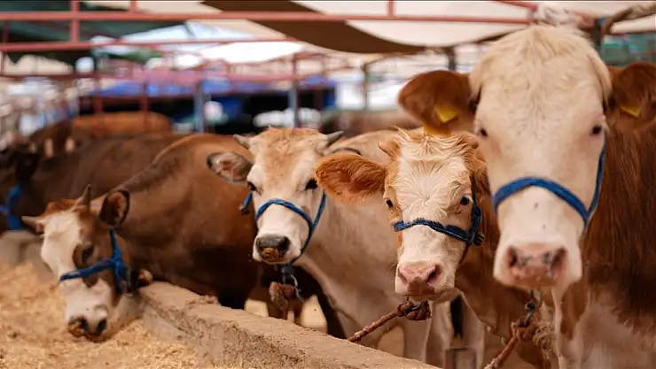 Kurbanlık fiyatları yüzde 25'e varan oranda arttı