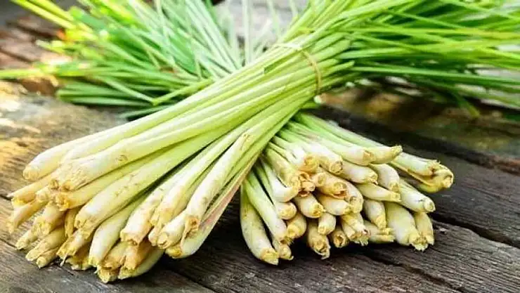 Lemon Grass (Limon Otu) Nedir?