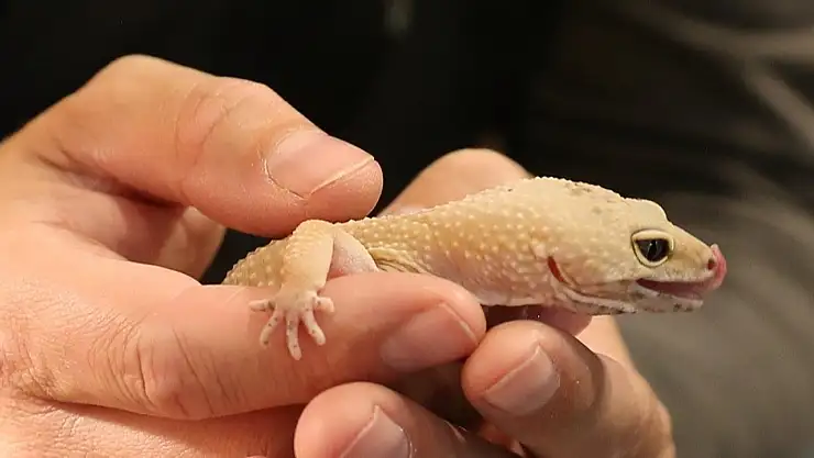 Leopard Gecko Türkiye'de yasak mı? Leopard gecko tırmanabilir mi? Leopard gecko ısırır mı? Leopar geko ne yer?