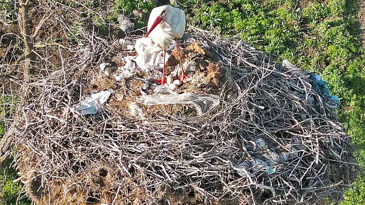 Leylek Anne, Yavrularının Yanından Ayrılmıyor!