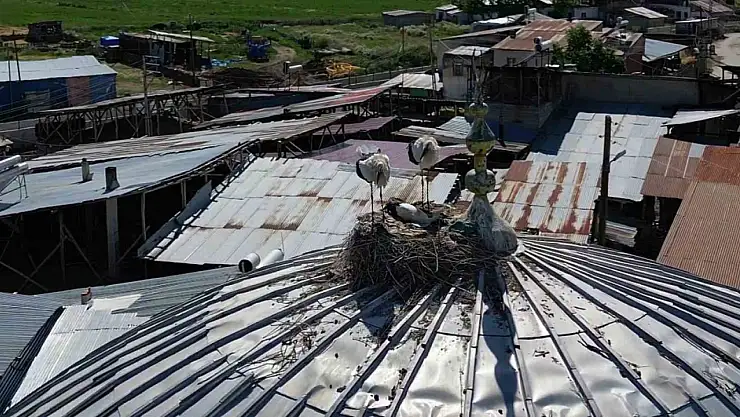 Leylekler Güzelova Mahallesi'ni Yeni Yuvaları Olarak Seçti