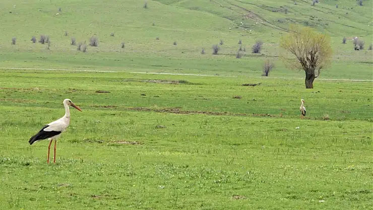 Leylekler Muş Ovası'na döndü