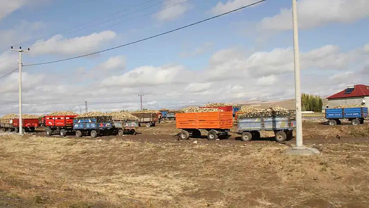 Malazgirt'te 2025 şeker pancarı alım sezonu hızla devam ediyor, 120 bin ton hedefleniyor