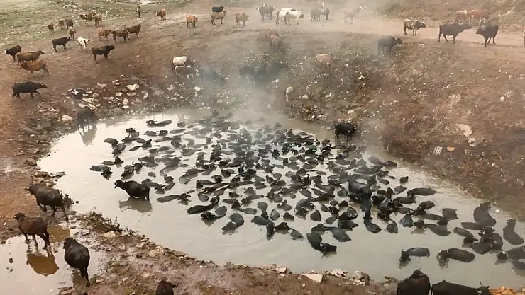 Mandaların Budaklı Kaplıcası'nda keyifli temizliği dronla görüntülendi