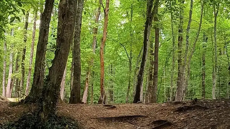 Mangal yapmak yasak mı? Belgrad Ormanı giriş ücreti 2025!