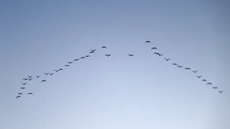 Mart ayıyla birlikte göçmen kuşlar Bitlis'e dönmeye başladı