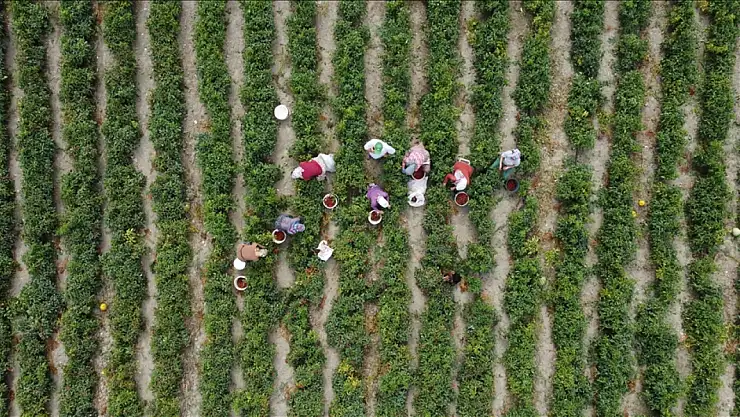 Mazot, gübre, fındık ve hayvancılık destekleri bugün ödeniyor