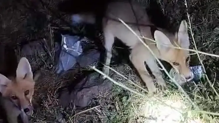 Muradiye'de Arıcı, Kovanları Korurken Tilkilere Aşure İkram Ediyor