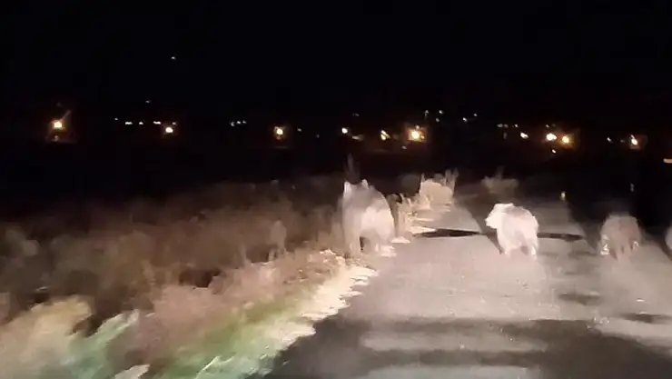 Muradiye'de Ayı Saldırısı: Arıcı 150 Bin TL Zarar Etti