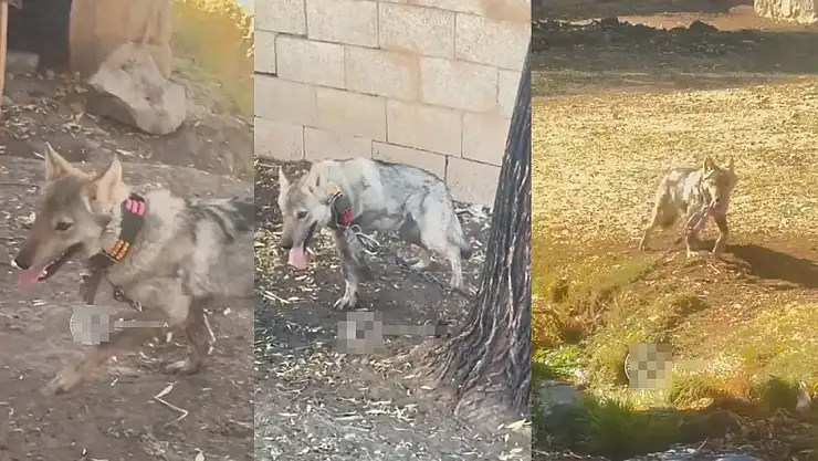 Muradiye'de zincirle bağlanan kurt kurtarıldı, rehabilitasyon sürecine alındı