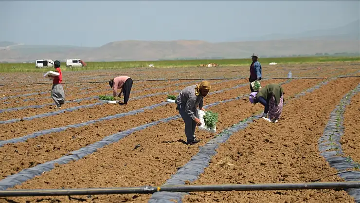 Muş Ovası'nda Karpuz Fideleri Toprakla Buluştu: Yeni Hasat Sezonu Başladı!