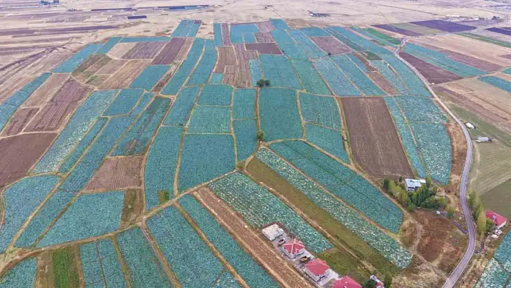 Muş Ovası'nda lahana hasadı başladı, 150 milyon lira katkı bekleniyor!
