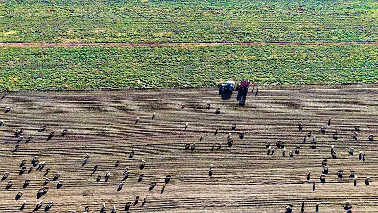 Muş Ovası'nda şeker pancarı hasadı sürerken çiftçiler zorlu mücadele veriyor