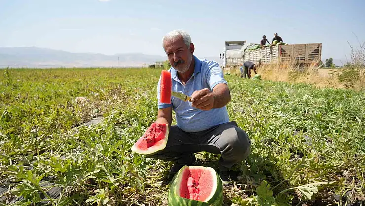Muş'ta 40 bin dekar alandan 2 milyar lira karpuz geliri bekleniyor