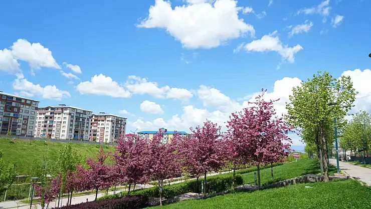 Muş'ta bahar, renkli çiçeklerle kartpostal tadında manzaralar sundu!