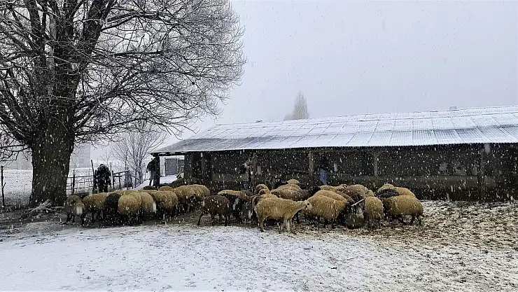 Muş'ta besiciler kar altında geçim mücadelesi veriyor