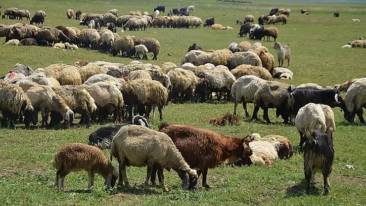 Muş'ta Besiciler Yayla Çalışmalarına Hız Verdi!
