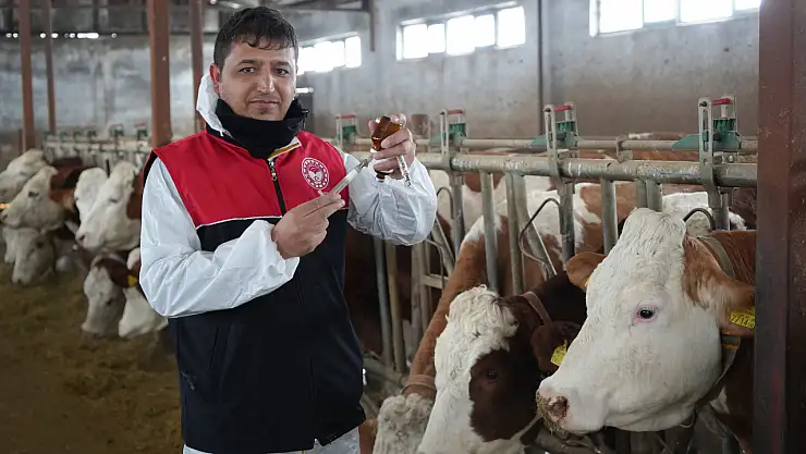 Muş'ta büyükbaş hayvanlar için aşılama çalışmaları sürüyor