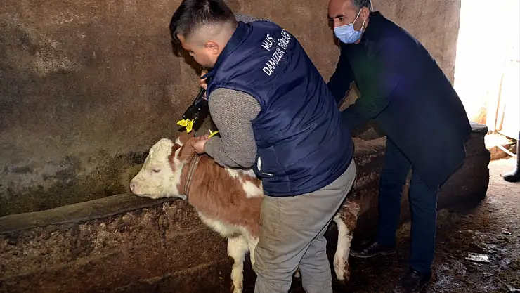Muş'ta buzağıların ücretsiz küpelenmesi için çalışmalar başlatıldı
