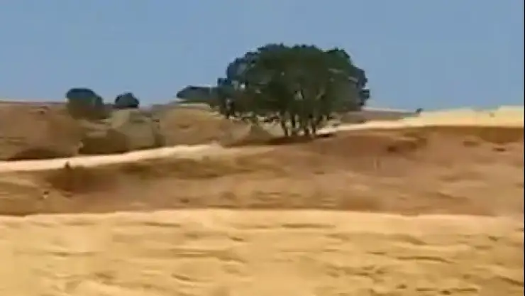 Muş'ta Çoban ve Köpekleri, Kurt Saldırısını Uğursuz Başlangıçtan Kurtardılar