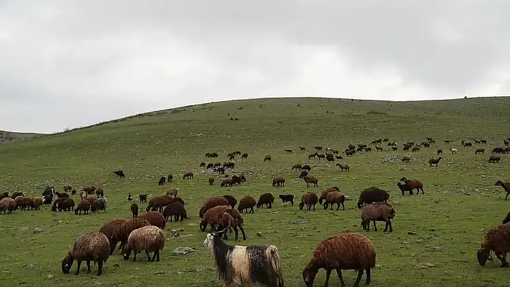 Muş'ta Gezilecek Yerler