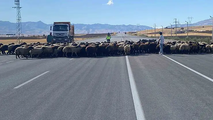 Muş'ta güvenli hayvan geçişleri için jandarma ve çobandan ortak çalışma