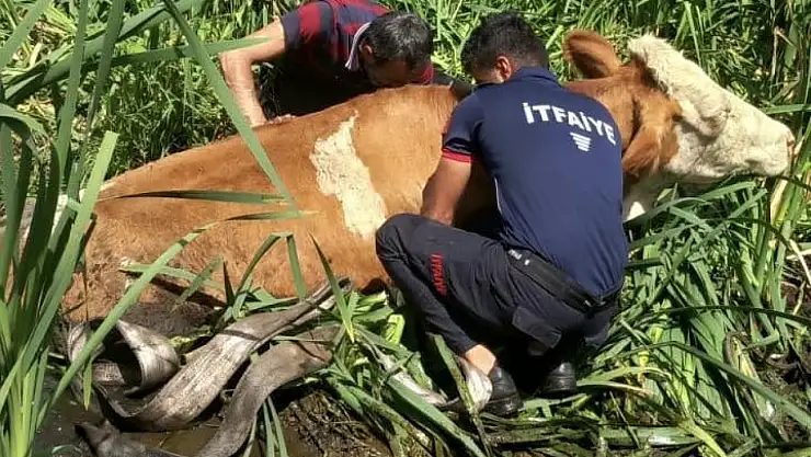 Muş'ta İtfaiye Ekipleri Bataklığa Saplanan İki Hayvanı Kurtardı