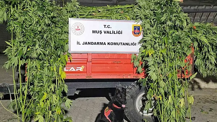Muş'ta Jandarma Operasyonunda 2 Binden Fazla Kök Kenevir Ele Geçirildi