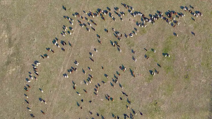 Muş'ta kar yağmaması, küçükbaş hayvan yetiştiricilerine ekonomik avantaj sağladı